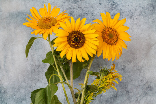 Bright yellow ripe sunflowers flowers still life on a background