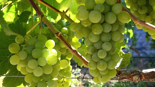 White ripe grape before harvest in a vineyard of Guimar,Tenerife,Canary Islands,Spain.Green grapes hanging on a bush in a sunny day.