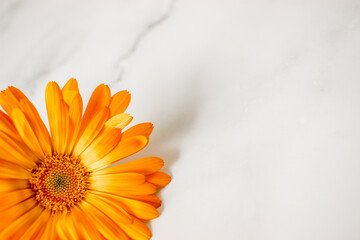 Imagen macro de flor de Caléndula para fondo de pantalla