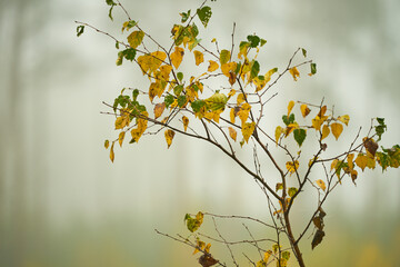 Jesień, wszystkie kolory lasu, złota jesień