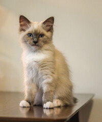 cat on a table