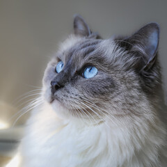 portrait of a cat