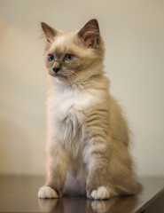 kitten on a white background
