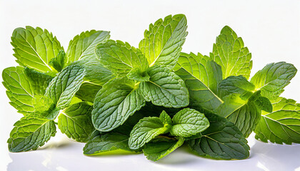 Fresh mint on white background. Mint leaves isolated. Melissa, peppermint close up.