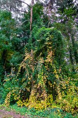 Frühherbstlicher Wald