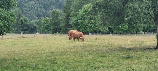 herd of highland cattle and calves on the royal balmoral estate in the highlands of scotland