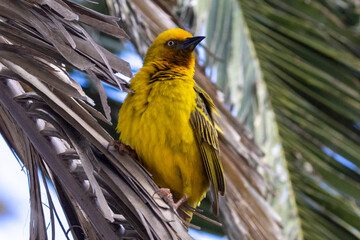 Ein Kapweber auf einem Palmenblatt sitzend
