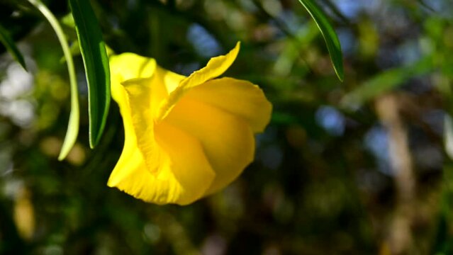 Thevetia peruviana or Yellow Oleander flower on the wind in the park of Tenerife,Canary Islands,Spain.
Tropical plants concept.
