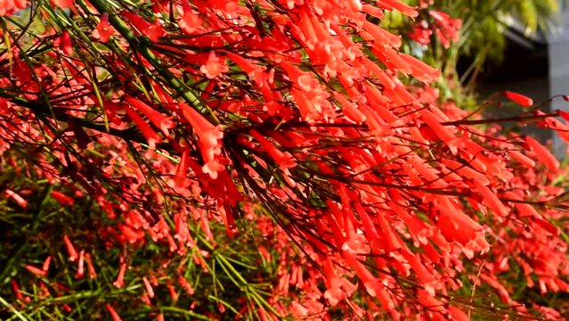 Pineleaf Penstemon (Penstemon pinifolius,Beardtongue) red flowers as a nature background.Tropical plants concept.
