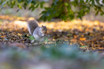 Grey squirrel (Sciurus carolinensis) with foraged berries, surrounded by fallen leaves. Autumn, UK