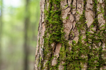 Green Mossy Bark with a Soft Focused Woodland Background ~BARK OF A TREE~