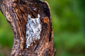 Screech Owl on a tree - 673337266