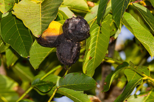 Mit einem Sch&auml;dling befallene schwarze Walnuss an einem Walnuss-Baum