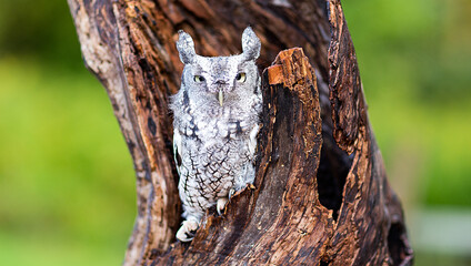 owl in the tree - 673339084