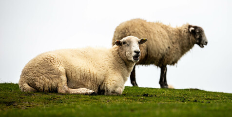 Fototapeta premium Sheep in Wales