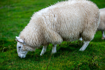Sheep in Wales