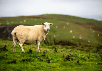 Fototapeta premium Sheep in Wales