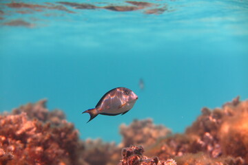 Red Sea - Marsa Alam - dream lagoon