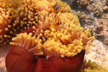 Red Sea - Marsa Alam - dream lagoon