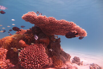 Red Sea - Marsa Alam - dream lagoon