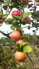 Manzanas rojas en rama de árbol
