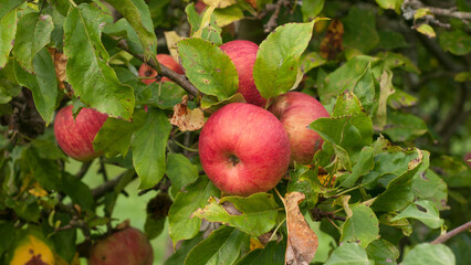 Manzanas rojas en rama de árbol