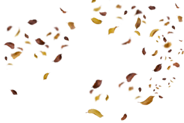 autumn leaves on the ground. yellow leaves. autumn leaves isolated on white. autumn leaves border. Falling Maple Leaves PNG , Flying Leaves, Leaves PNG. Autumn leaves png,beans falling into the ground