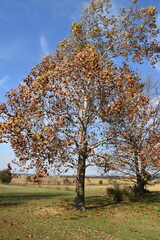 Autumn Leaves on a Sycamore Tree in a Field
