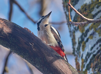 spotted woodpecker