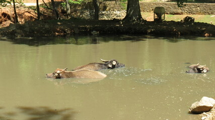 Fototapeta premium Wildlife Zoo Safari wild animals
