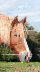 Obraz premium Cabeza de caballo marrón con pelo blanco