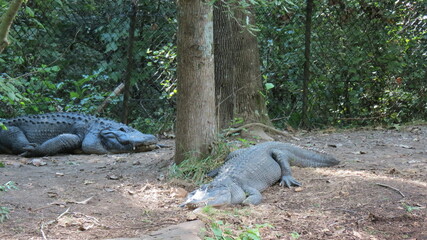 Obraz premium Wildlife Zoo Safari wild animals