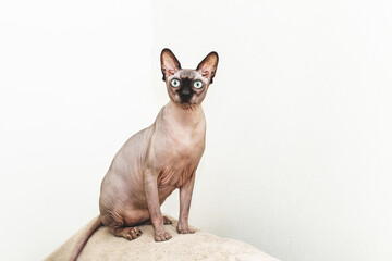 A sphynx cat is sitting and looking at the camera