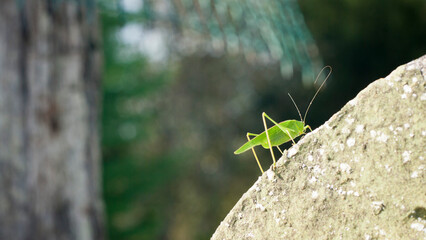 Saltamontes verde sobre muro de piedra