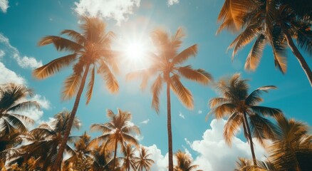 a view of trees from below to a blue sky palm trees