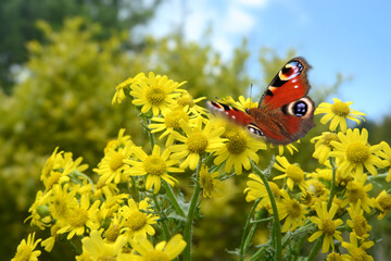 Schmetterling 1078 © K.-U. Häßler