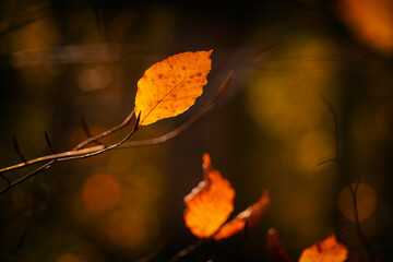 Jesienny pejzaż. Żółte jesienne liście na drzewach © anettastar