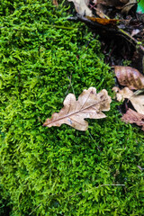 Autumn fallen leaves in autumn forest after rain