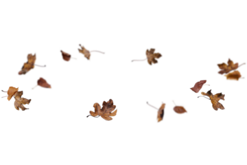 autumn leaves on the ground. yellow leaves. autumn leaves isolated on white. autumn leaves border. Falling Maple Leaves PNG , Flying Leaves, Leaves PNG. Autumn leaves png