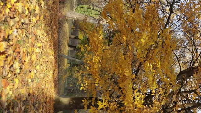 ellow maple leaves on ground and tree sunny weather