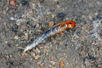 A larva of tiny beetle from the Rove beetle (Staphylinidae) family. Common in the soil in agrocenoses and cultivated fields. A beneficial, predator that eats plant pests.