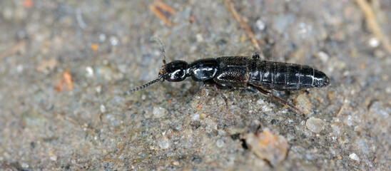 A tiny beetle from the Rove beetle (Staphylinidae) family. Common in the soil in agrocenoses and cultivated fields. A beneficial, predator that eats plant pests.