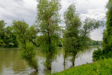 Fototapeta na wymiar The Tisza river in early Summer in South Hungary