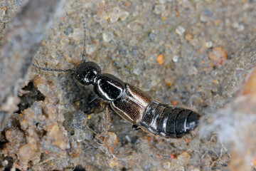 A tiny beetle from the Rove beetle (Staphylinidae) family. Common in the soil in agrocenoses and cultivated fields. A beneficial, predator that eats plant pests.
