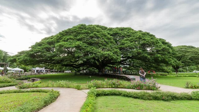 Tourists visiting at Samanea saman or Rain tree the biggest tree famous place in Kanchanaburi, Thailand
