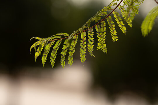 Jacaranda tree leaves. Small leaves.