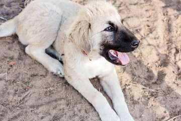 Great Pyrenees and Anatolian Shepherd puppy mix headshot closeup 