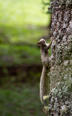 Squirrel on a tree
