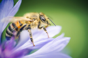 a western honeybee, Apis mellifera, in close-up, sustainability, collects pollen from a beautiful blue cornflower