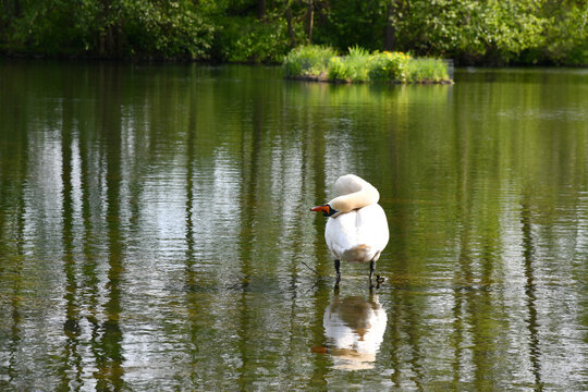 Sch&ouml;ner Schwan an einem Ufer